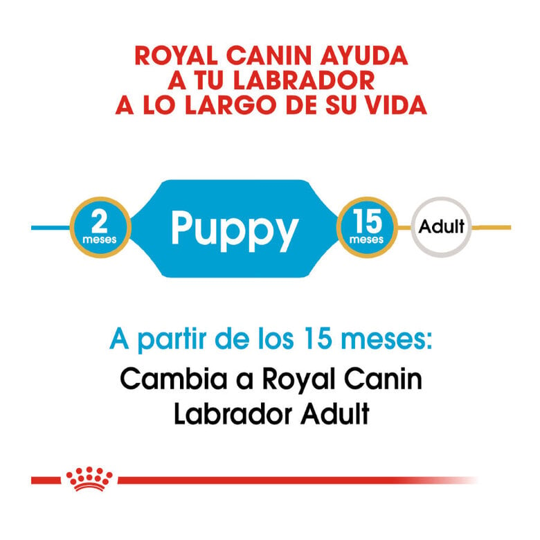 Royal Canin Puppy Labrador Retriever ração para cães, , large image number null